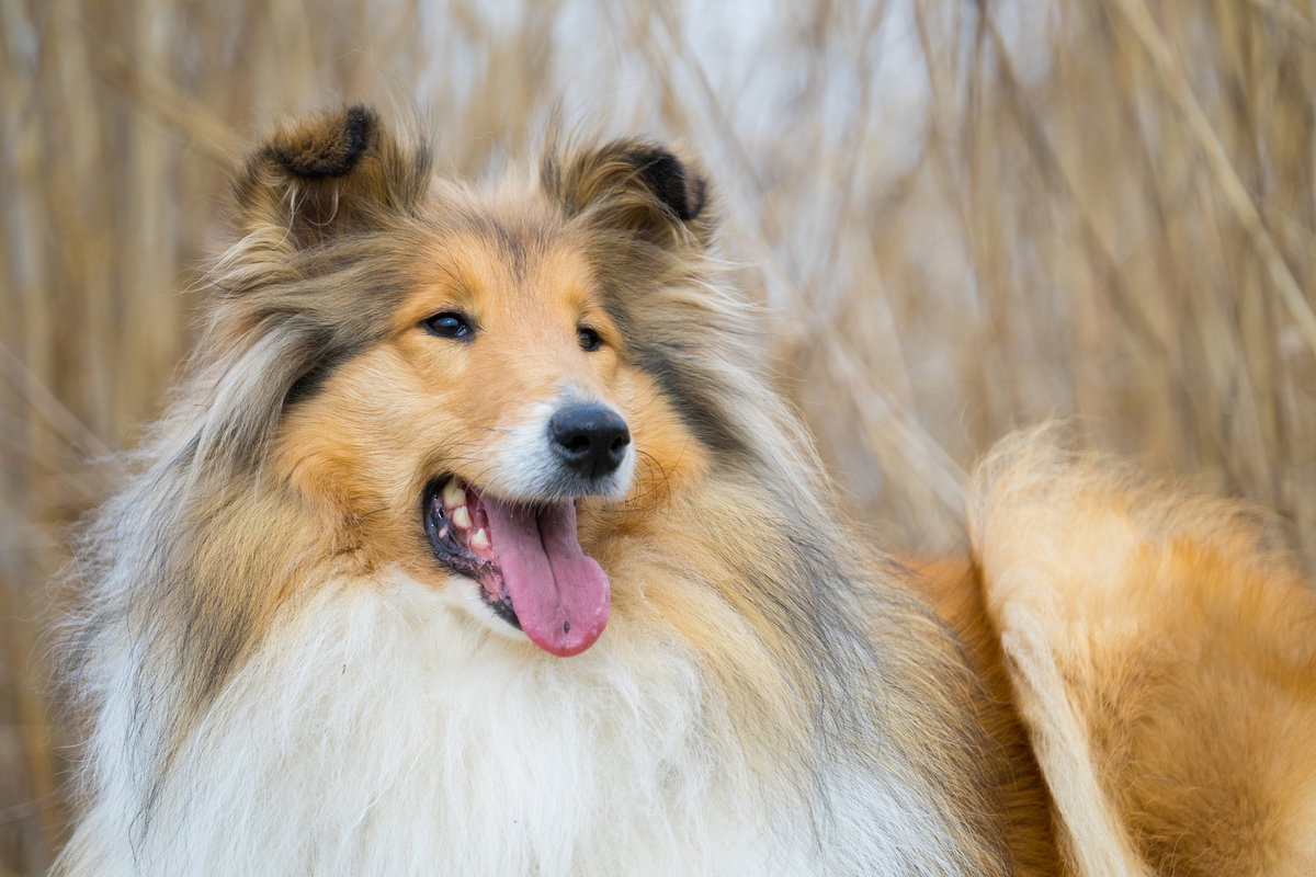 Langhaar Collie