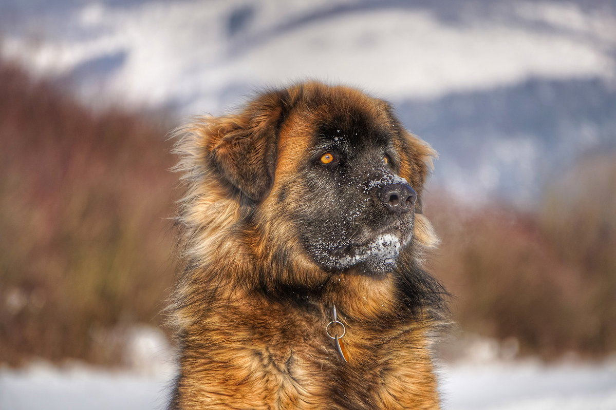 Hund Leonberger