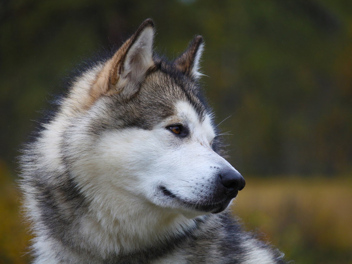 Alaskan Malamute