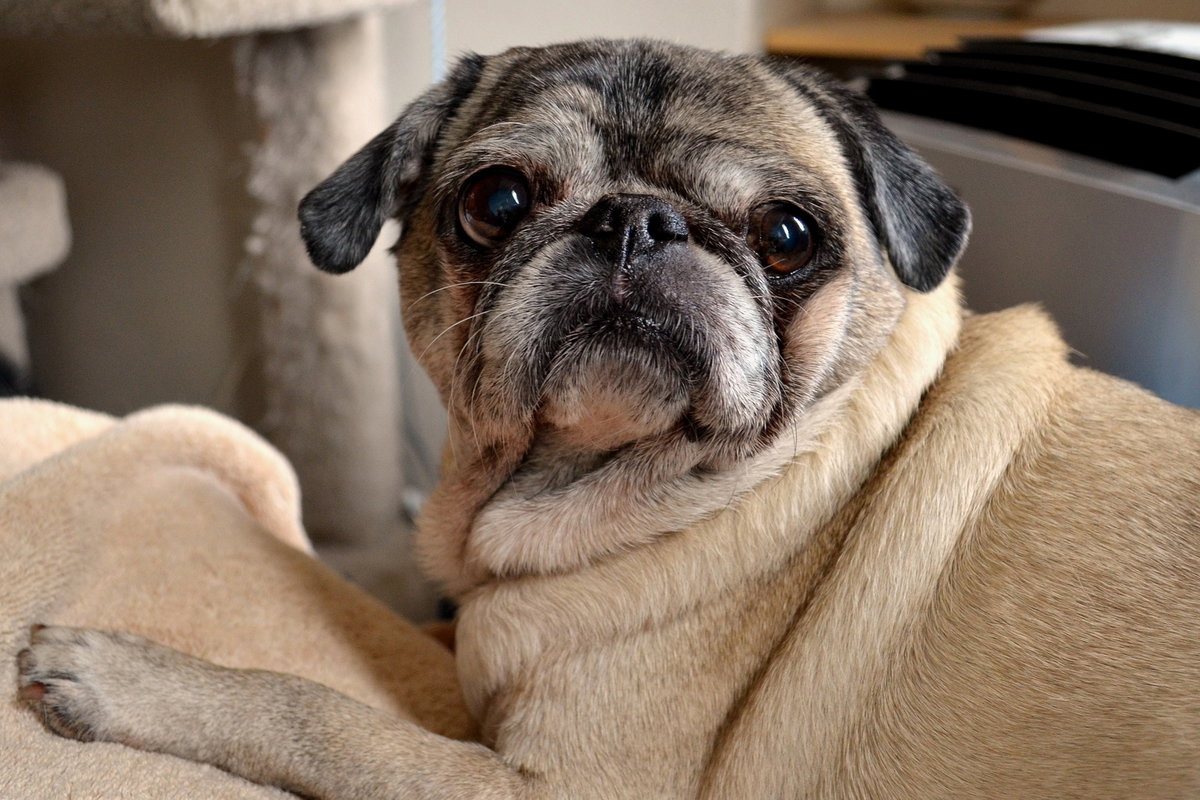 Mops