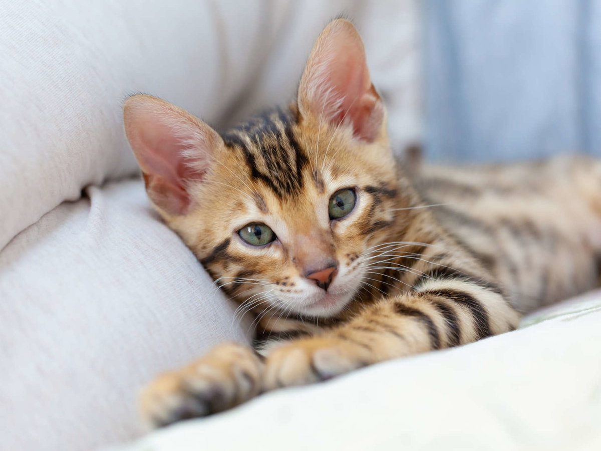 Savanah Katze