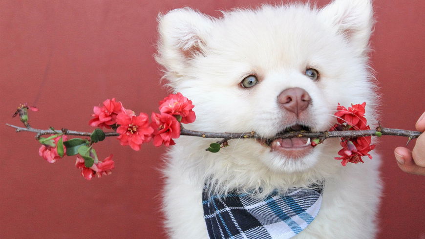 Vorsicht: Warum diese 4 Pflanzen für Hunde giftig sind