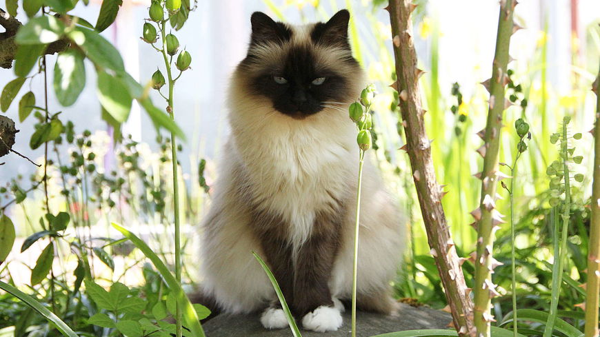 4 Katzenrassen, die ein besonders langes Fell haben