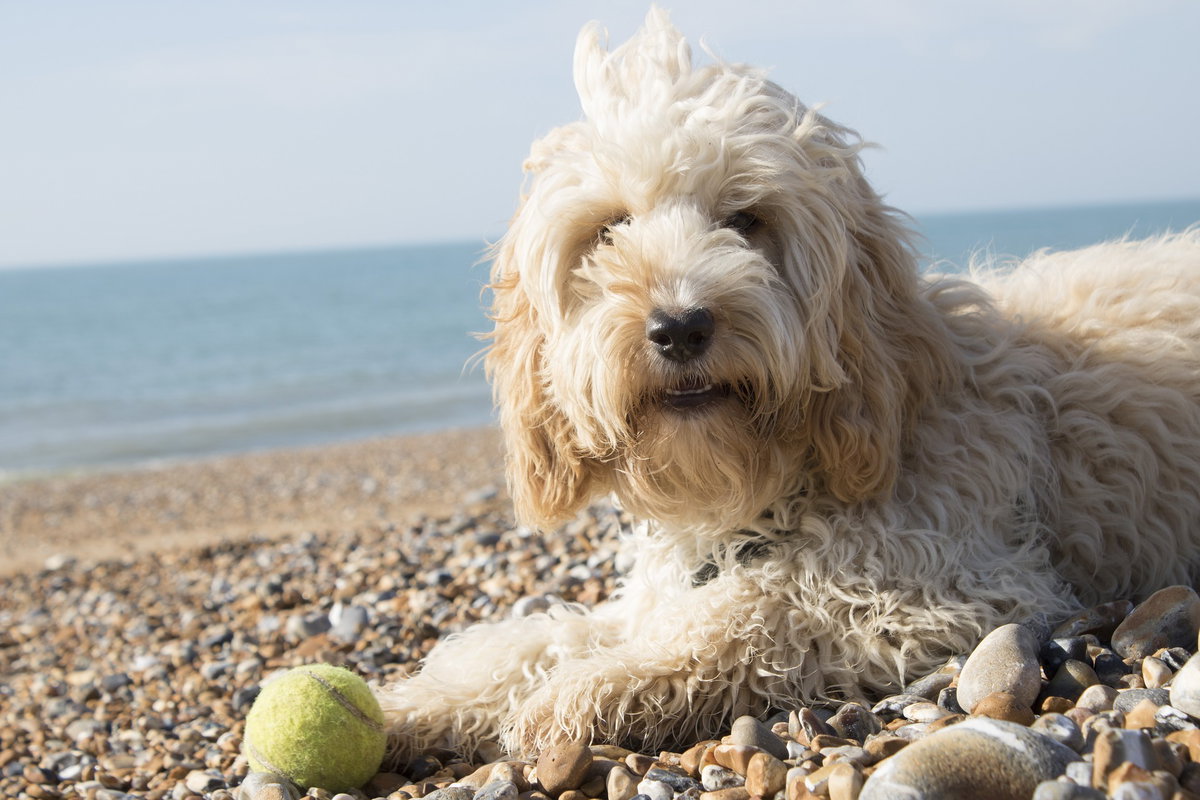 Hund Cockapoo