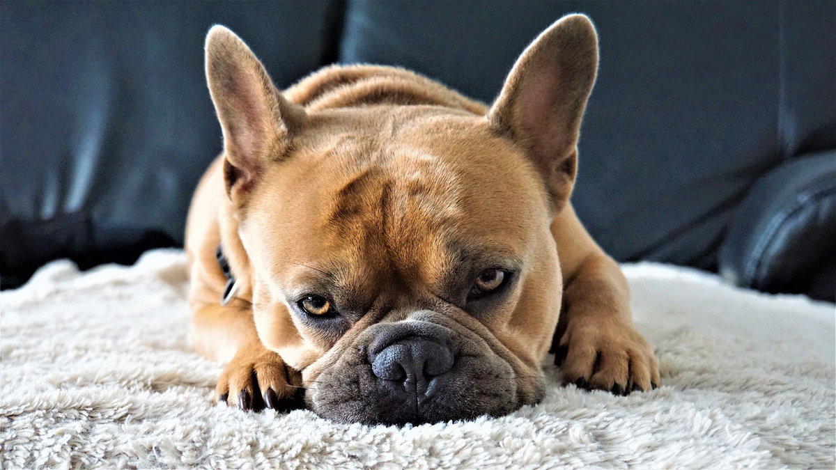 Französische Bulldogge
