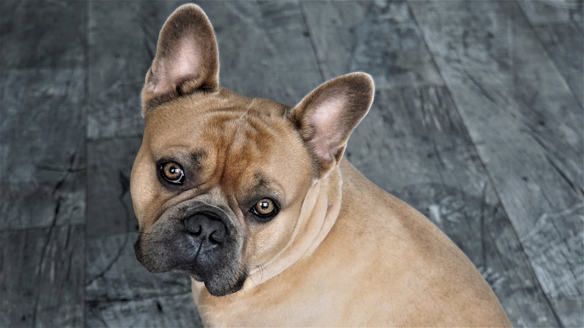 Französische Bulldogge