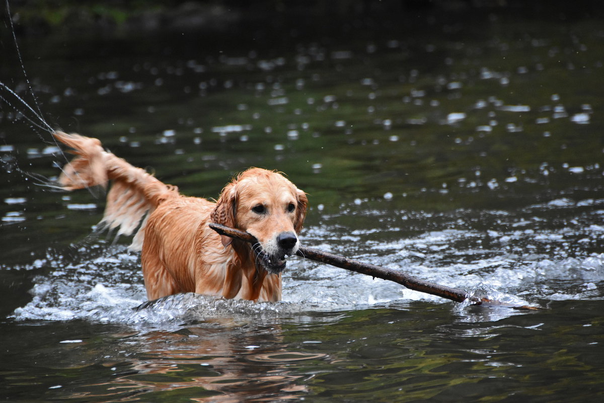 Golden Retriever im Wasser mit Stock