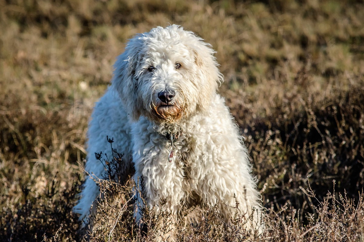 Goldendoodle