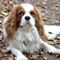 Studie: Warum Hunde wissen, wenn wir lügen