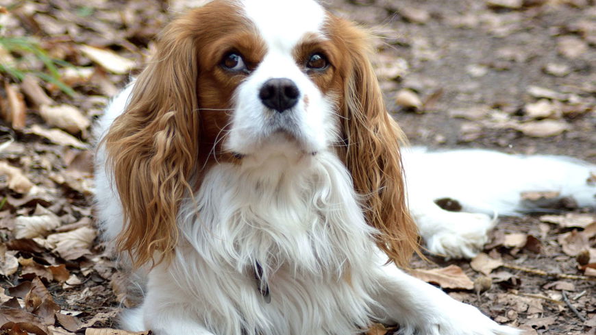 Studie: Warum Hunde wissen, wenn wir lügen