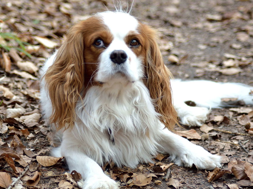 Hund Spaniel