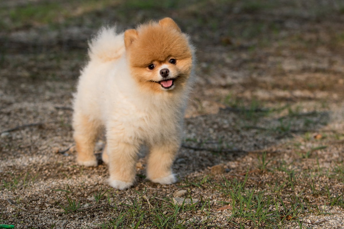 Hundebaby