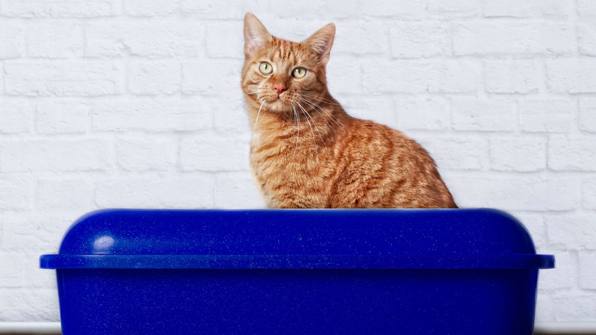 Katze stubenrein bekommen: Mit diesen 4 Tricks klappt es ganz schnell