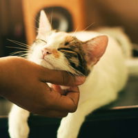 Haustiere zum Kuscheln: Diese 5 lieben Streicheleinheiten ganz besonders