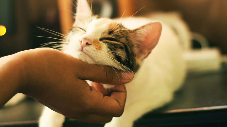 Haustiere zum Kuscheln: Diese 5 lieben Streicheleinheiten ganz besonders