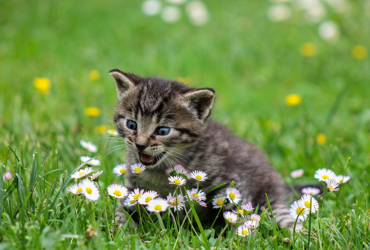 Katzenbaby Gänseblumen