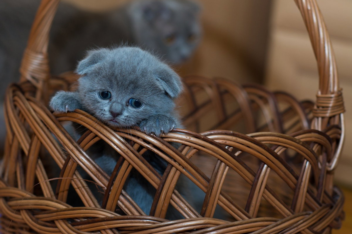 Katzenbaby Korb