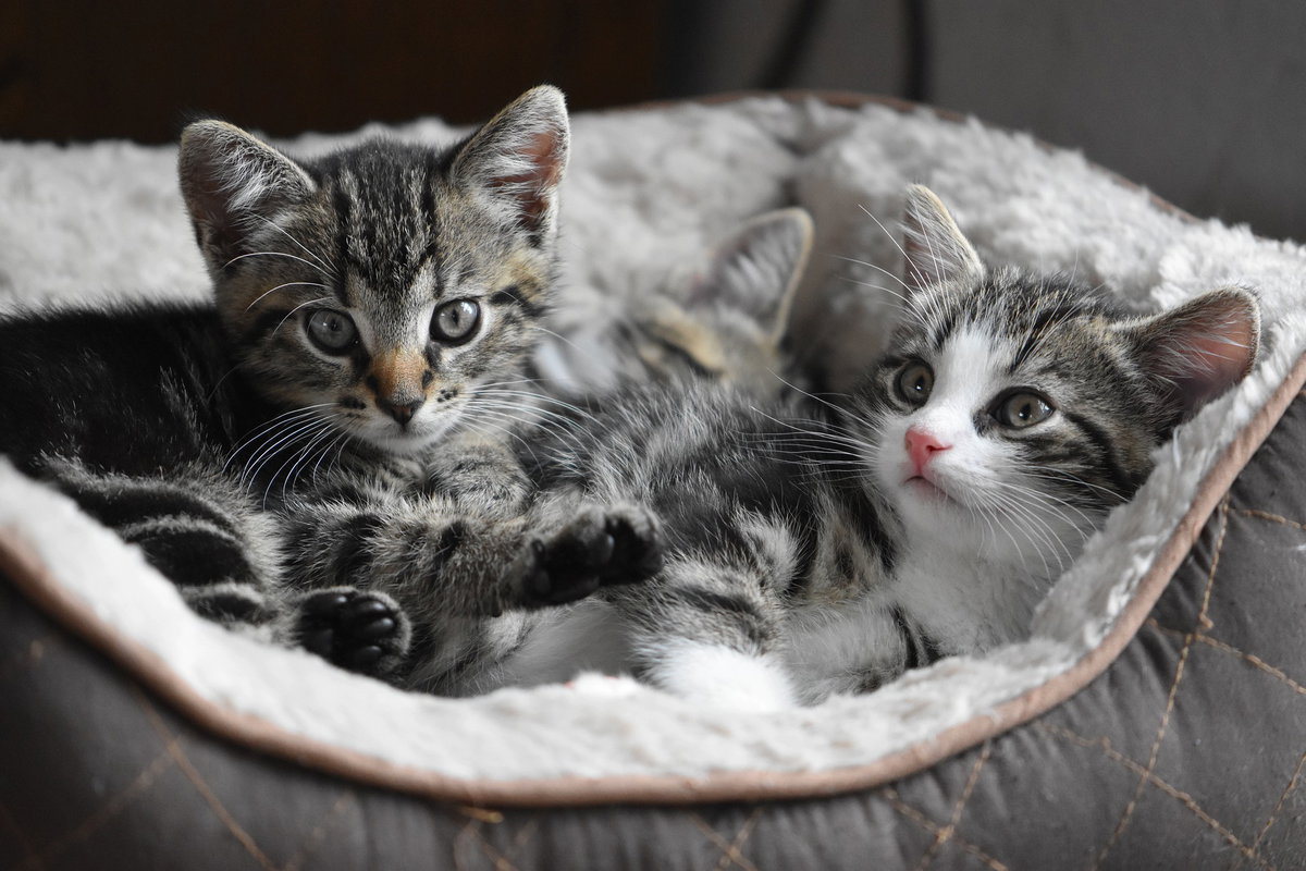 Kleine Katzen im Korb