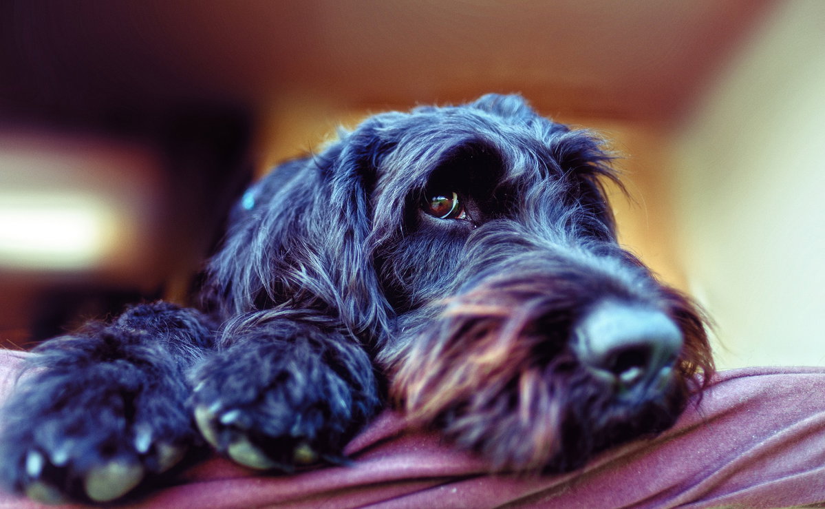 Labradoodle