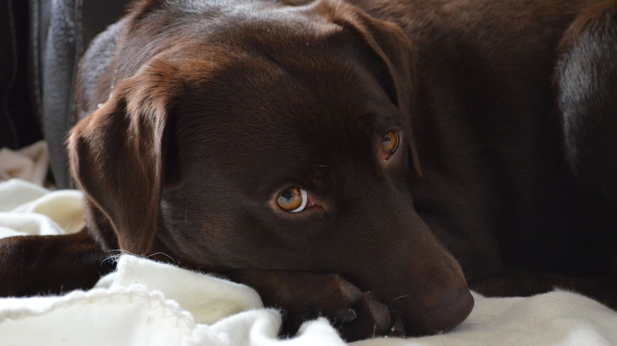 6 Hunderassen, die sich als Bürohund sehr gut eignen