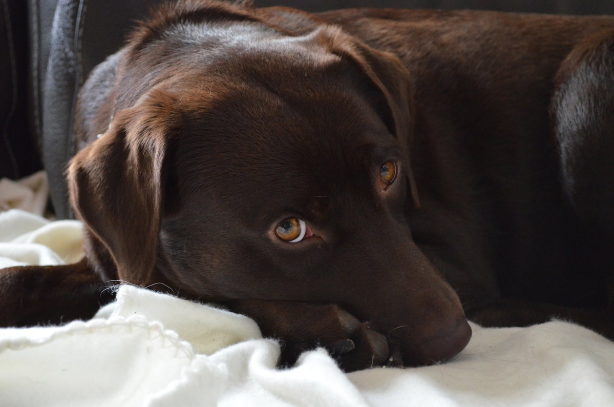 Labrador braun