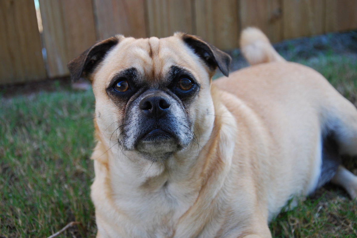 Mops