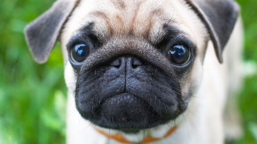 Mops: Was ihr über diese Hunderasse wissen solltet