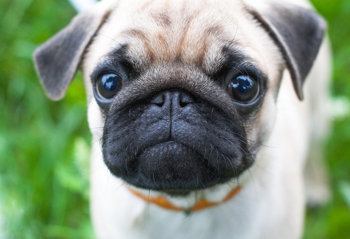 Mops Welpe