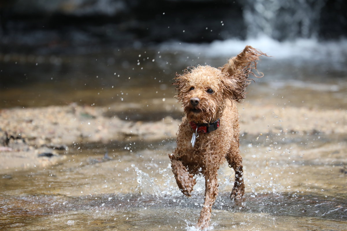 Pudel im Wasser