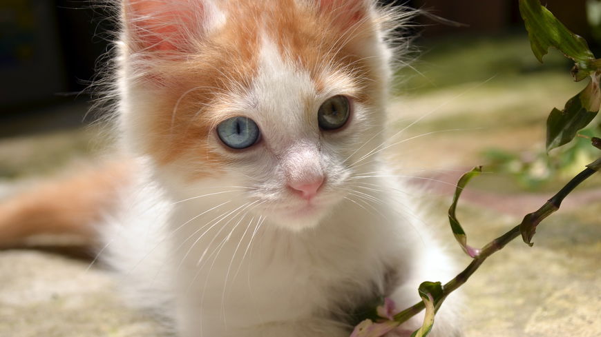 4 Katzenrassen, die besonders viel miauen