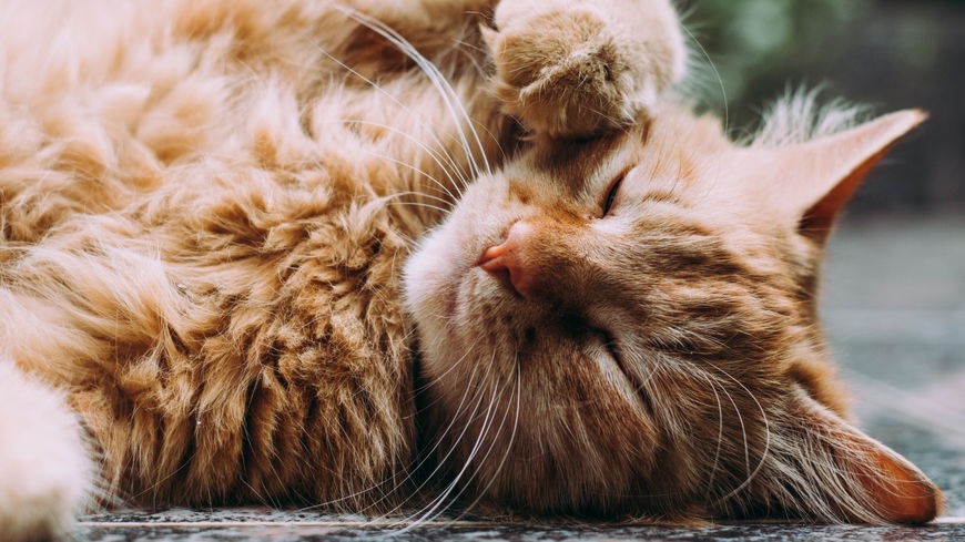 Fellpflege bei Katzen: Diese 3 Dinge haben enorme Auswirkungen auf das Katzenfell