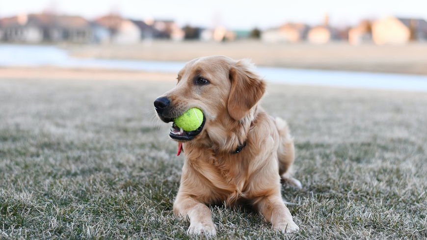3 Spielzeuge, die für Hunde lebensgefährlich werden können