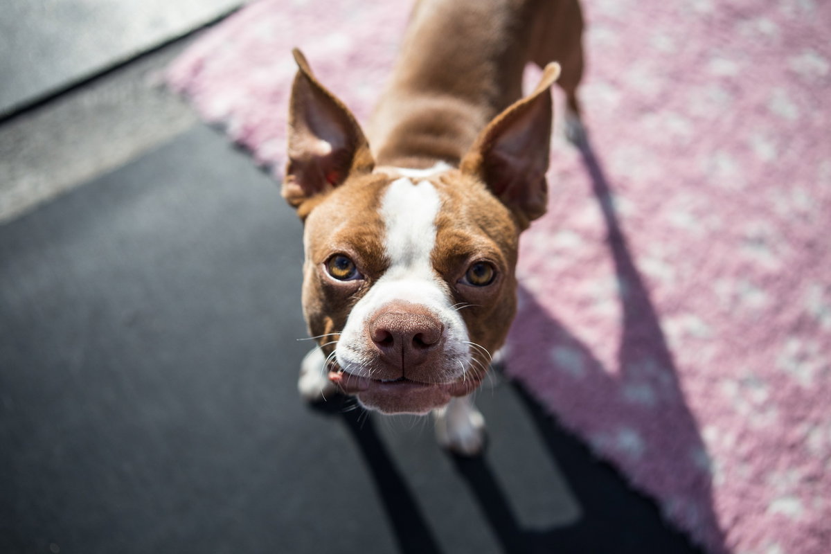 Hund Boston Terrier