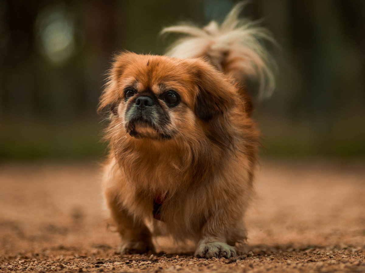 Hund Pekinese