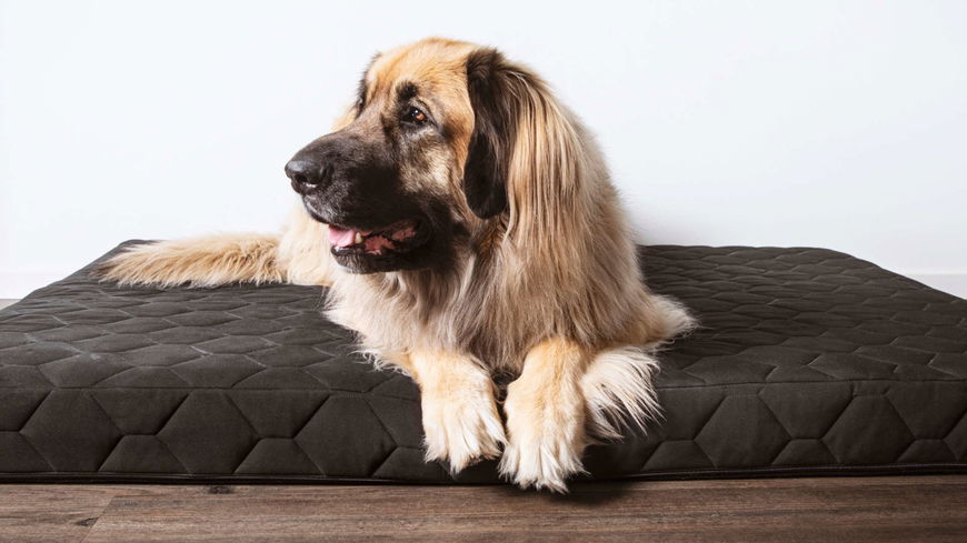 Hundebetten für große Hunde: 3 gemütliche Hundekissen für die Vierbeiner