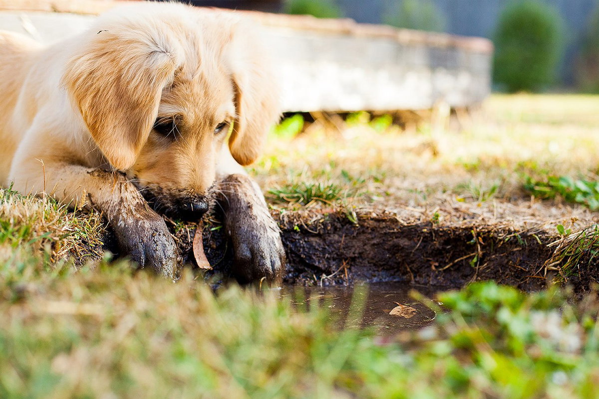 Hundewelpen Golden Retriever