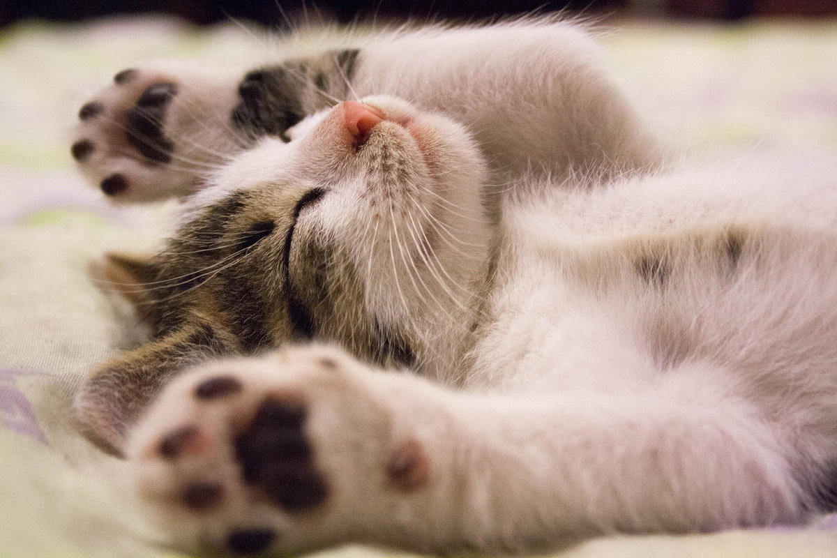 Katzenbabys