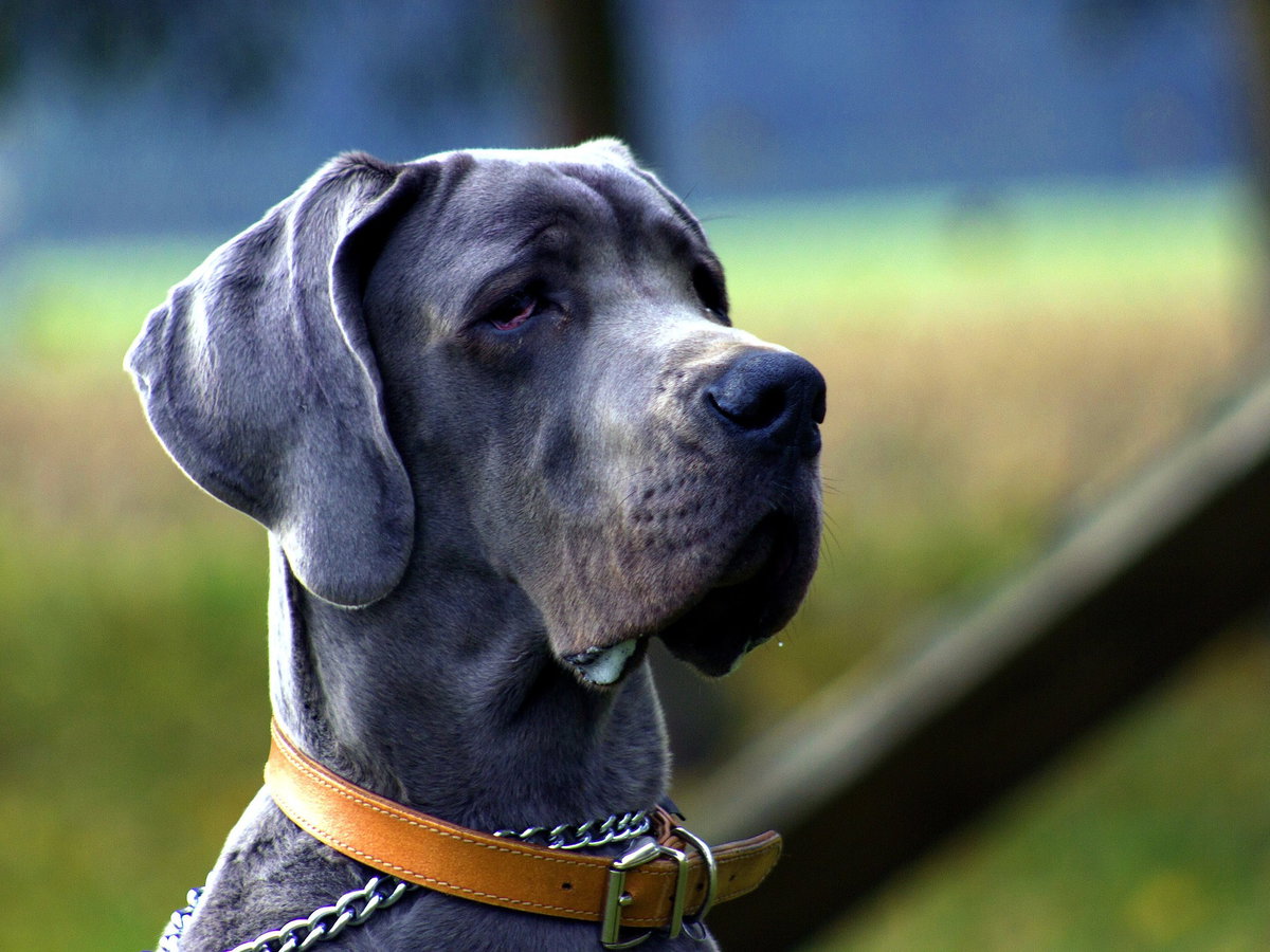 Dogge