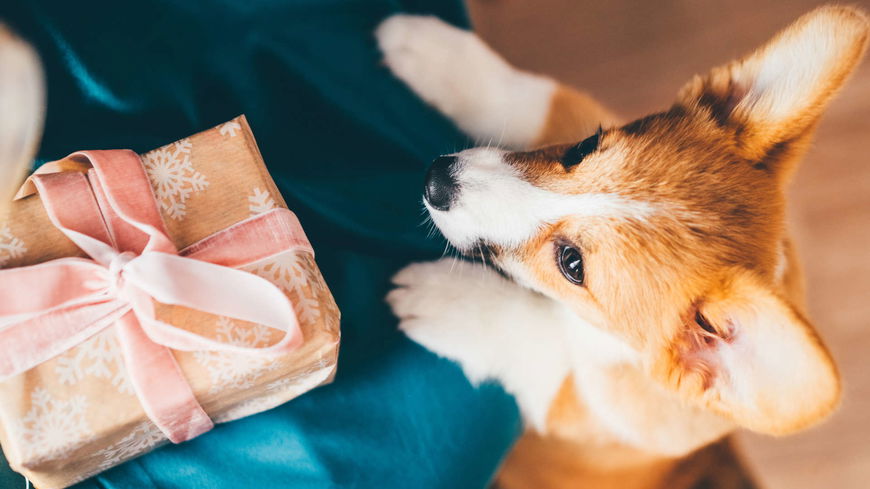 Adventskalender für Hunde: 4 Kalender, die Hunden und Menschen Freude machen
