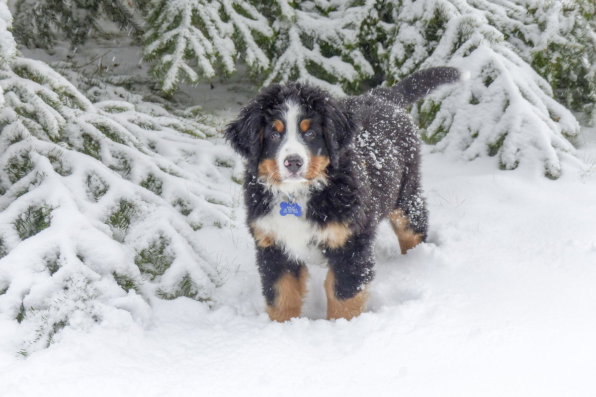 Berner Sennenhund