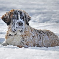 5 Hunderassen, die den Winter ganz besonders lieben