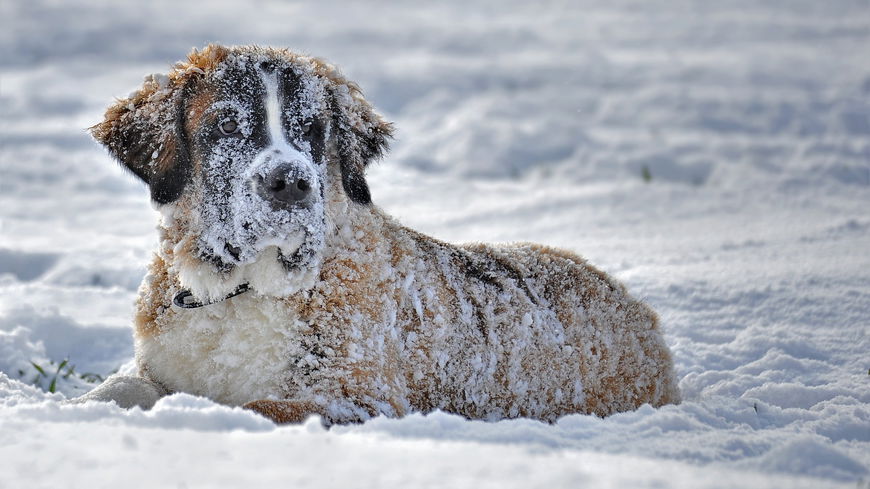 5 Hunderassen, die den Winter ganz besonders lieben
