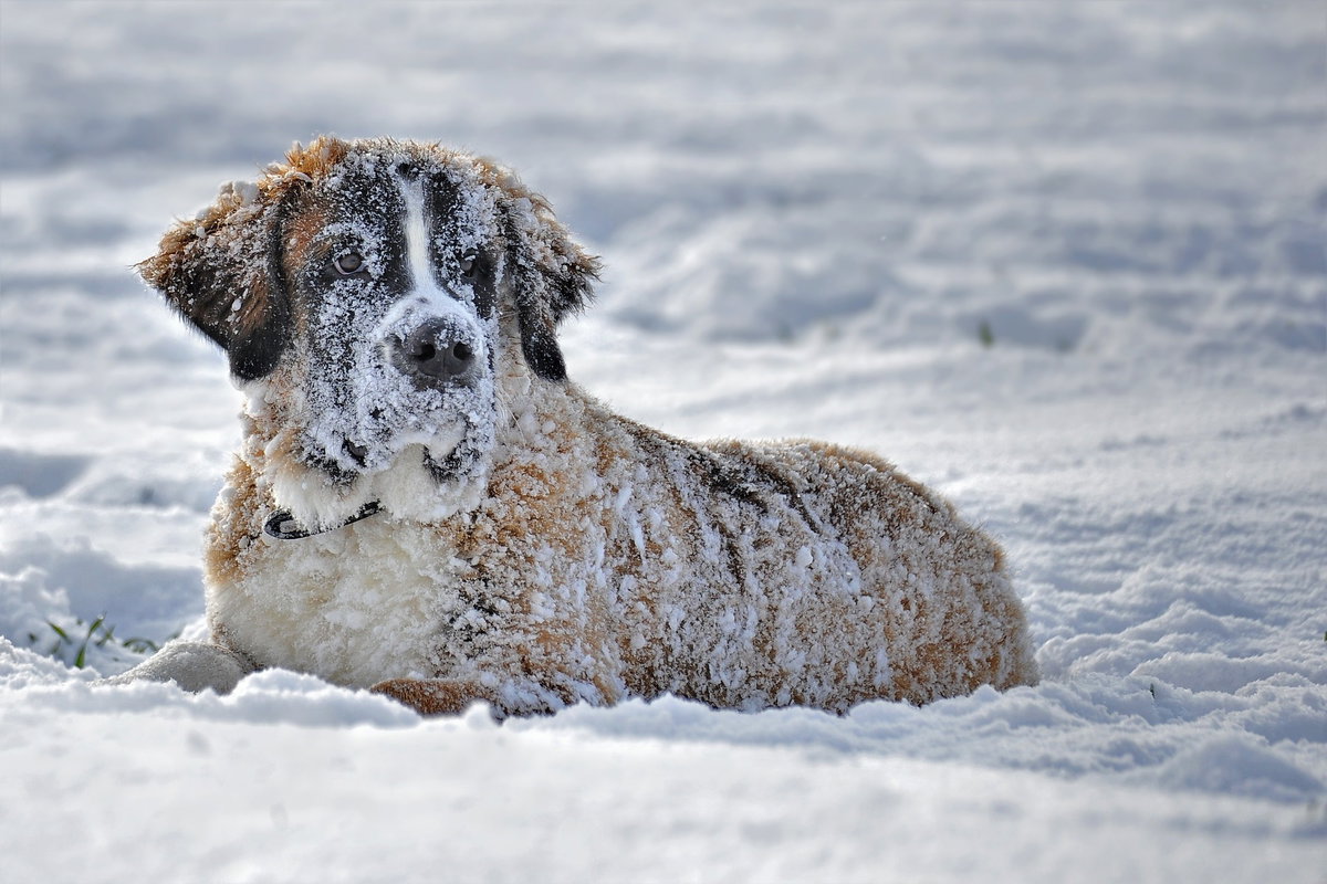 Hund Bernhardiner