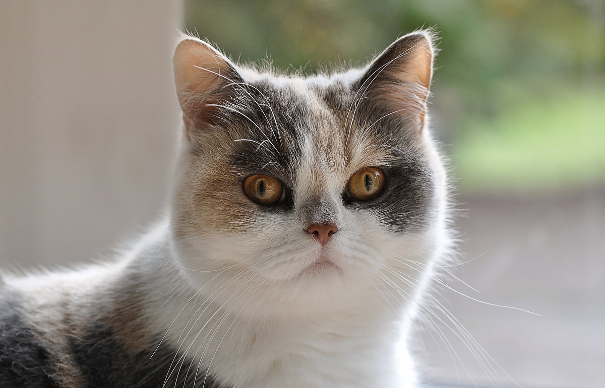 Exotic Shorthair