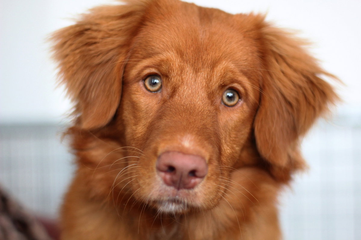 Hundewelpe