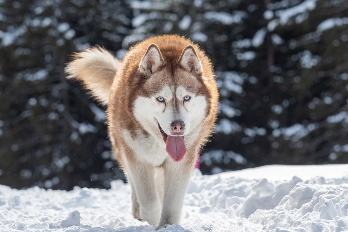 Husky braun