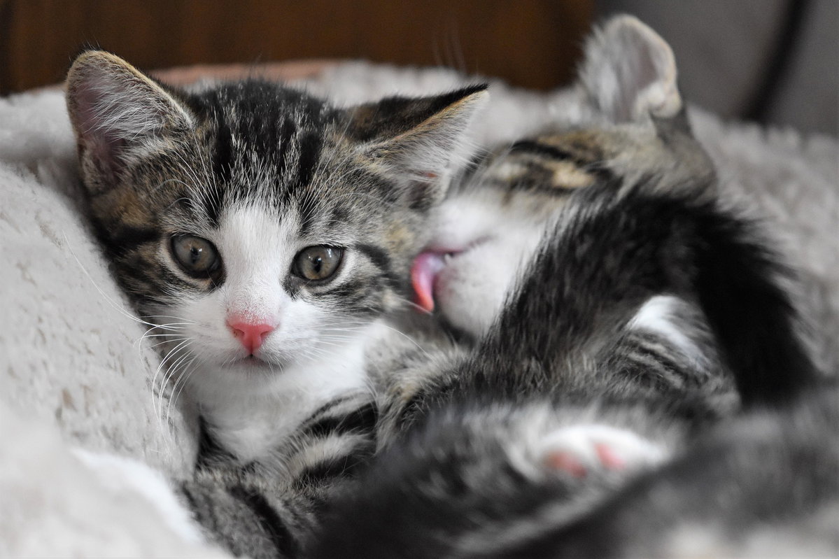 Katzenbabys
