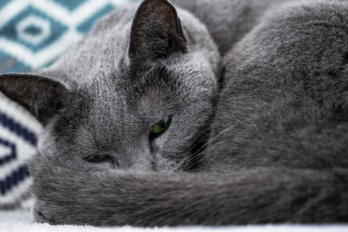 Katze Russisch Blau