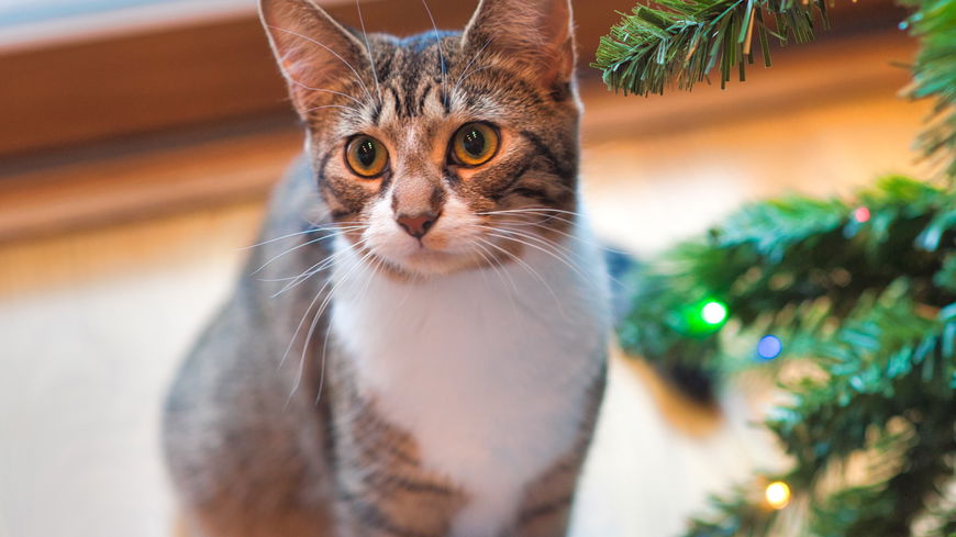 Mit diesen 4 Tricks hälst du deine Katze vom Weihnachtsbaum fern