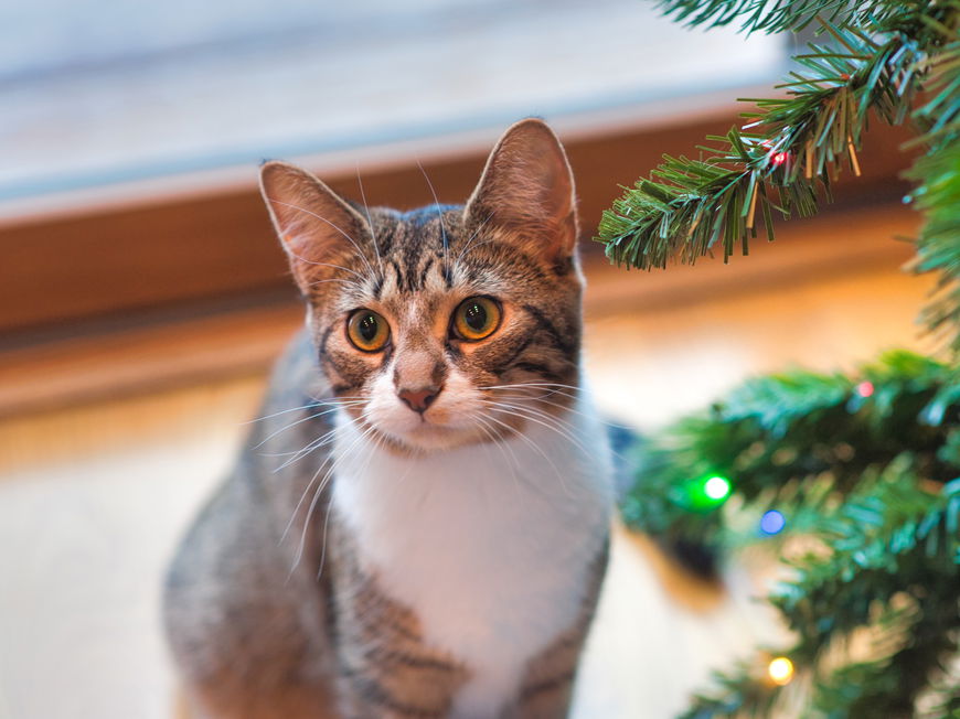 Katze Weihnachtsbaum